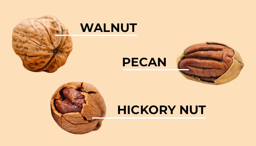 comparison-between-walnuts-pecans-and-hickory-nuts